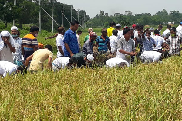 শিবপুরে কৃষকের ধান কেটে দিল যুবলীগ