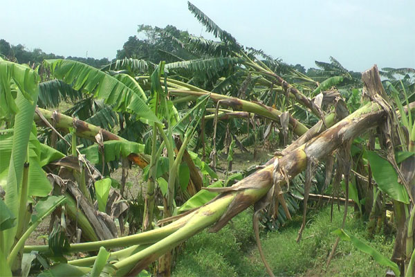 চুয়াডাঙ্গায় কালবৈশাখী ঝড়ে কৃষি ফসলের ক্ষতি, বিদ্যুৎ ব্যবস্থা লণ্ডভণ্ড