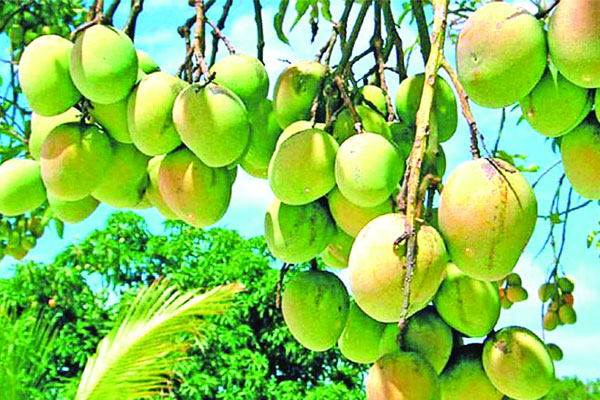 রাজশাহীতে আম পাড়া শুরু আজ
