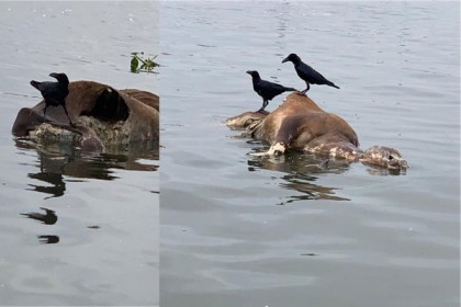 বিপন্ন বুড়িগঙ্গা, ভাসছে মরা গরু