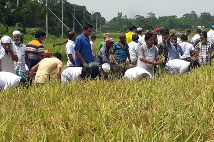 শিবপুরে কৃষকের ধান কেটে দিল যুবলীগ