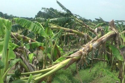 চুয়াডাঙ্গায় কালবৈশাখী ঝড়ে কৃষি ফসলের ক্ষতি, বিদ্যুৎ ব্যবস্থা লণ্ডভণ্ড