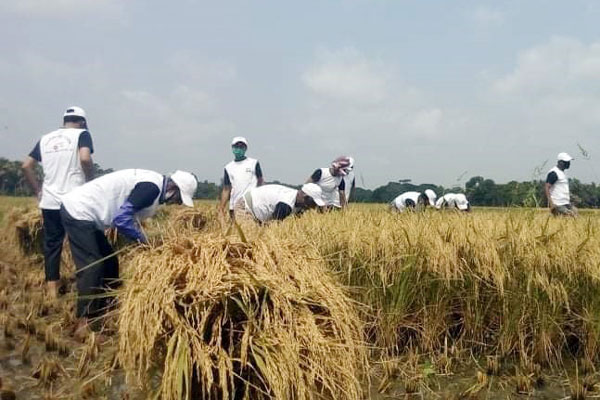 মাগুরায় কৃষকের ধান কেটে বাড়ি পৌঁছে দিলেন কলেজের শিক্ষক-কর্মচারীরা
