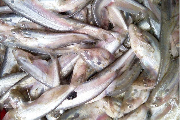 কাহালুতে ৩টি পুকুরে বিষ প্রয়োগ করে ৮ লাখ টাকার মাছ নিধন