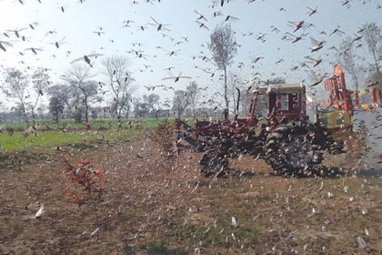 পাকিস্তানের তিন এলাকায় বংশ বিস্তার করছে পঙ্গপাল!