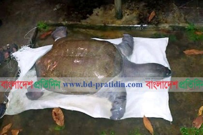 পীরগঞ্জে মিললো এক মণ ওজনের কচ্ছপ!