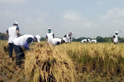 মাগুরায় কৃষকের ধান কেটে বাড়ি পৌঁছে দিলেন কলেজের শিক্ষক-কর্মচারীরা
