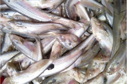 কাহালুতে ৩টি পুকুরে বিষ প্রয়োগ করে ৮ লাখ টাকার মাছ নিধন