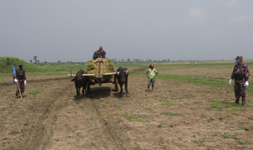 চাঁপাইনবাবগঞ্জ সীমান্তে বিজিবির সহায়তায় ধান ঘরে আনল কৃষক