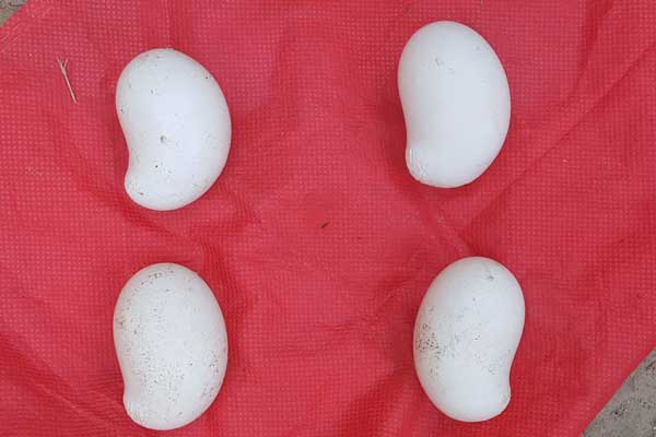 লামায় আমের আকৃতির ডিম পাড়ছে মুরগী