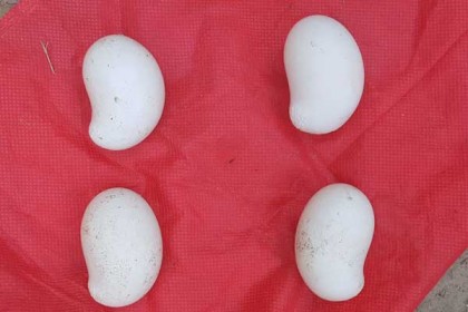 লামায় আমের আকৃতির ডিম পাড়ছে মুরগী