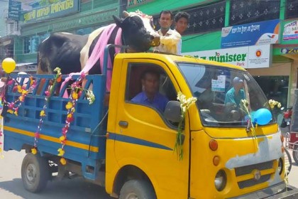 গরুকে সাজানো পিকআপে তুলে খরিদ্দার আকর্ষণের চেষ্টা