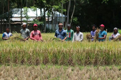 চিলমারীতে অসহায় কৃষকের 
ধান কেটে মাড়াই করে দিল ছাত্রদল