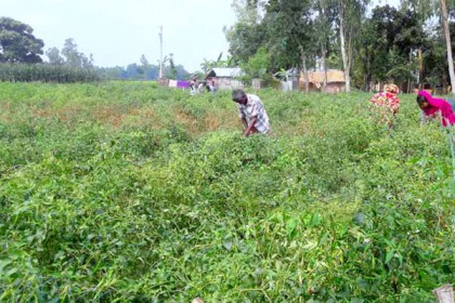 ঠাকুরগাঁওয়ে মরিচের বাম্পার ফলন; কৃষকের মুখে হাসি