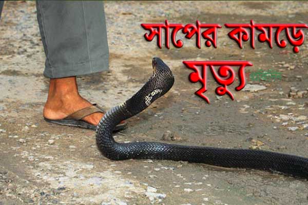 আলমডাঙ্গায় সাপের দংশনে স্কুলছাত্রের মৃত্যু