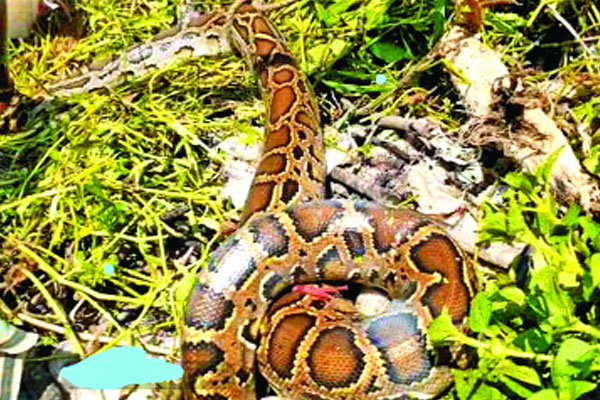 চবি ক্যাম্পাসে ১৪ ফুট অজগর