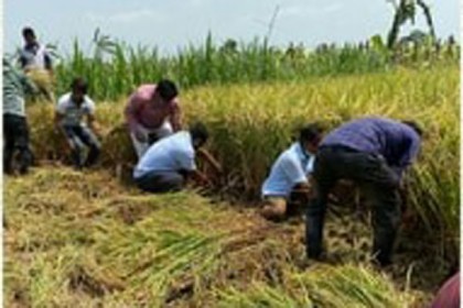 প্রবাসীর ধান কেটে ঘরে তুলে দিল মেহেরপুর জেলা স্বেচ্ছাসেবক লীগ