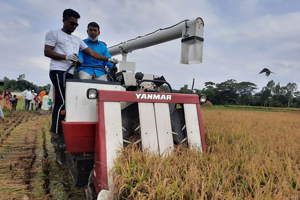 শিবপুরে কৃষকের ধান কেটে মাড়াই করে দিল যুবলীগ