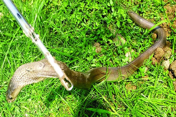 বিষধর সাপ খইয়া গোখরা