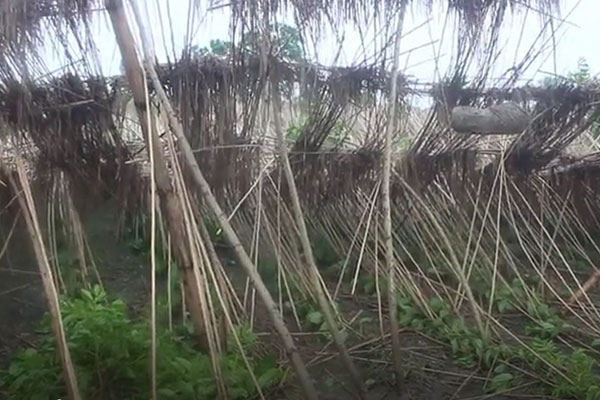 ঘূর্ণিঝড় আম্ফান: ঝিনাইদহে ফসলের ব্যাপক ক্ষতি