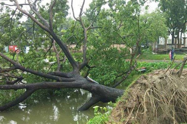 নাটোরে ফসলের ব্যাপক ক্ষতি; উপড়ে পড়েছে গাছপালা

