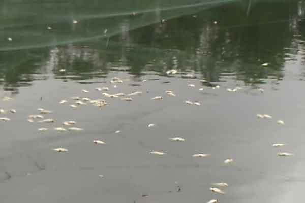 মাছের সাথে শত্রুতা!