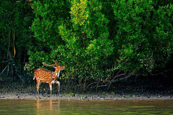 আম্ফানের প্রভাবে সুন্দরবনের ক্ষয়ক্ষতি জানতে ২ তদন্ত কমিটি 