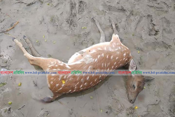 পাথরঘাটায় বন থেকে মৃত হরিণ উদ্ধার