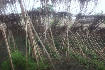 ঘূর্ণিঝড় আম্ফান: ঝিনাইদহে ফসলের ব্যাপক ক্ষতি