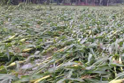 নলডাঙ্গায় আম্ফানের তাণ্ডবে ব্যাপক ক্ষয়ক্ষতি

