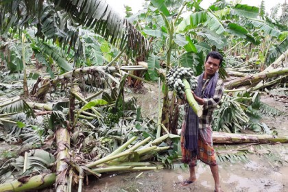 মাগুরায় ঝড়ে ফসলের ব্যাপক ক্ষতি 