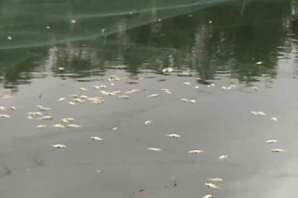 মাছের সাথে শত্রুতা!