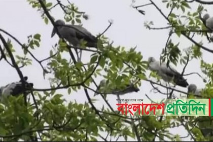 ঝড়ে আশ্রয় নেওয়া অতিথি পাখি রান্না করে খেল গ্রামবাসী!