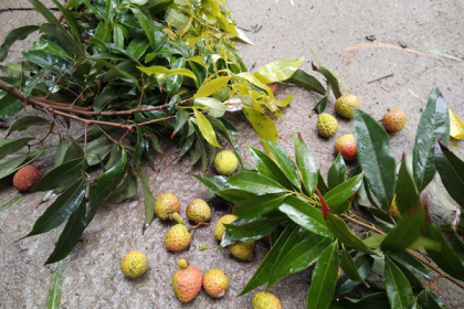 দিনাজপুরে আম্ফানের কারণে আম-লিচুসহ ফসলের ক্ষতি
 
