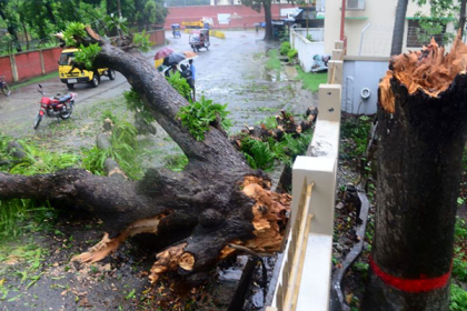 বগুড়ায় আম্ফানের আঘাতে ফসলের ক্ষয়ক্ষতি


