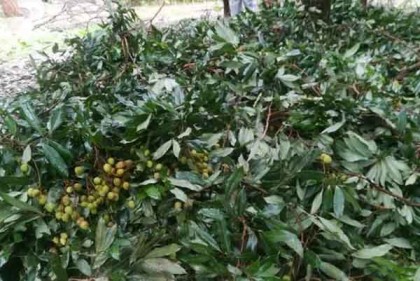 আম্ফানে পাবনায় আম-লিচুসহ ফসলের ব্যাপক ক্ষয়ক্ষতি