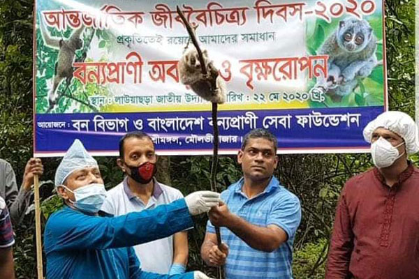 লাউয়াছড়া উদ্যানে বিভিন্ন প্রজাতির ছয় বন্যপ্রাণী অবমুক্ত