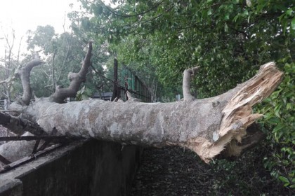 ঘুরে দাঁড়াবে সুন্দরবন 