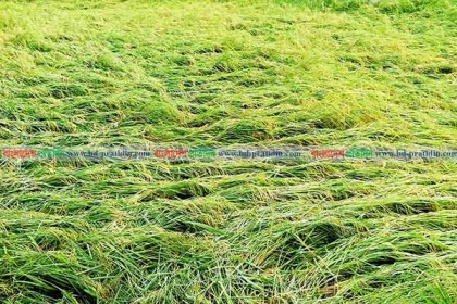 আম্ফানের আঘাতে ফুলবাড়ীতে আম-লিচুসহ বোরো ফসলের ব্যাপক ক্ষতি 