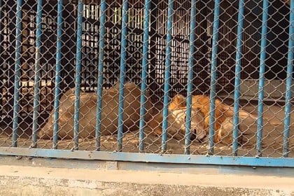 দুই মাস ধরে বন্ধ জাতীয় চিড়িয়াখানা, দর্শনার্থী না থাকায় শান্তিতে প্রাণীরা