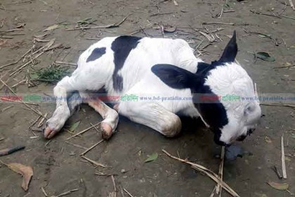 দুই মুখ ও তিন চোখ নিয়ে জন্ম নিল বাছুর