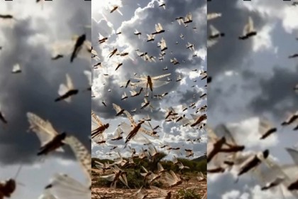 ভারতে তাণ্ডব চালাচ্ছে পঙ্গপাল, ভীতিকর দৃশ্য ভিডিওতে
