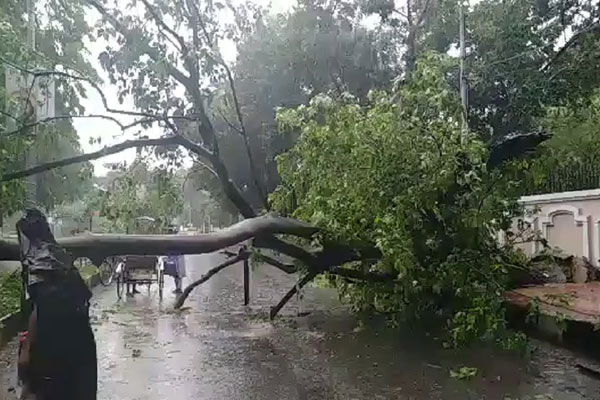 রাত থেকে রাজধানীতে তীব্র ঝড়-বৃষ্টি, গাছ উপড়ে রাস্তা বন্ধ