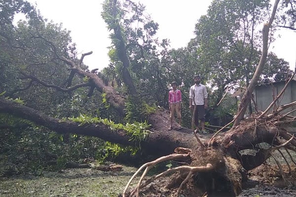 দিনাজপুরে ঝড়ে আম ও লিচুসহ ফসলের ব্যাপক ক্ষতি