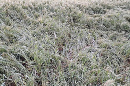 কুড়িগ্রামে ঝড় ও শিলাবৃষ্টিতে ফসলের ব্যাপক ক্ষতি