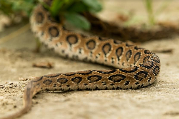 এবার পাবনায় মিলল বিলুপ্ত প্রায় বিষধর রাসেল ভাইপার