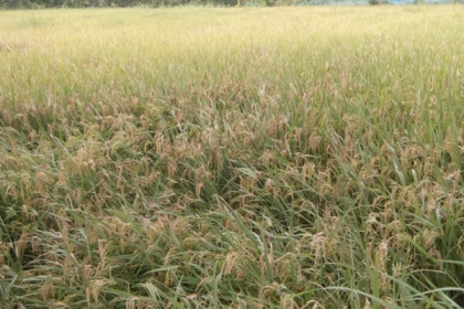 শ্রমিকের অভাবে ধান কাটতে পারছেন না সখীপুরের কৃষকরা