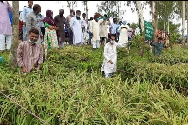 ঠাকুরগাঁওয়ে কৃষকের ধান কেটে দিল কৃষকদল