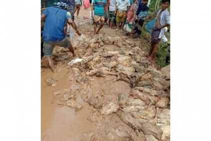 নাটোরে ট্রাক উল্টে মারা গেল ৭০০ হাঁস, খামারির মাথায় হাত