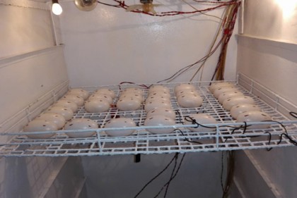 করমজল বন্যপ্রাণী প্রজনন কেন্দ্রে ৫২টি ডিম দিয়েছে কুমির জুলিয়েট